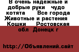 В очень надежные и добрые руки - чудо - котята!!! - Все города Животные и растения » Кошки   . Ростовская обл.,Донецк г.